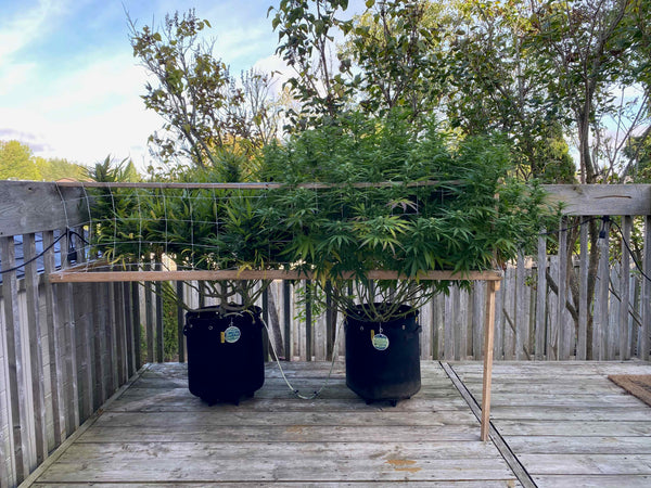Two cannabis plants outdoors in the flowering stage, growing inside the BudPots 15Ga