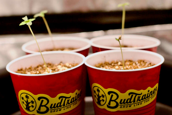 Cannabis seedlings in solo cups with a BudTrainer sticker on them