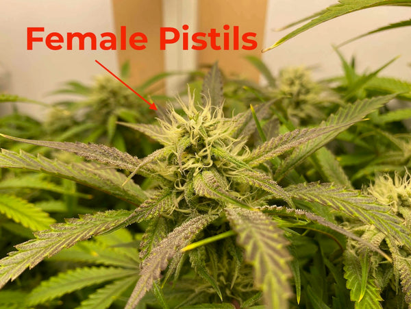 Female cannabis plant showing white pistils pointed by an arrow and text