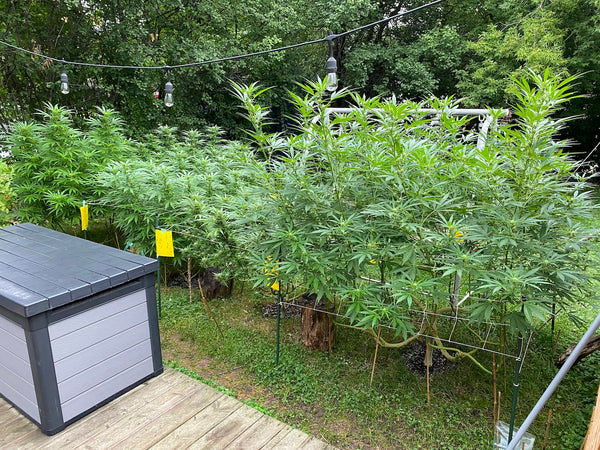 Very large outdoor cannabis plants in a backyard