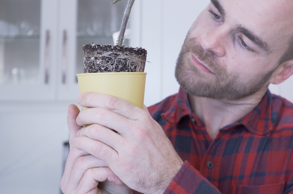 Man popping the rootball on a BudCups transplant cup
