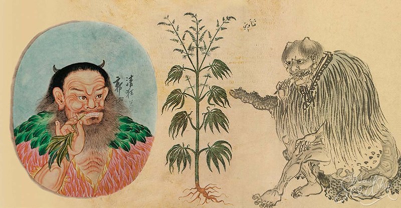 Old Chinese painting portraying cannabis and a person eating it off the stem.