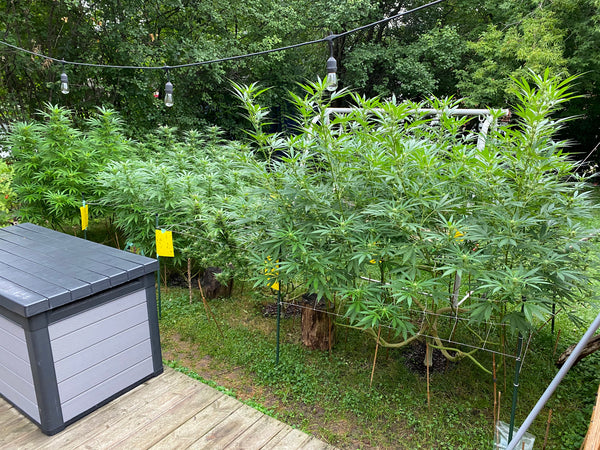 Row of mainlined cannabis plants planted outdoors