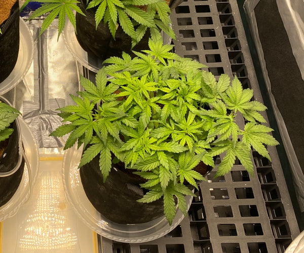 Cannabis plant trained in a manifold shape during vegetative stage.