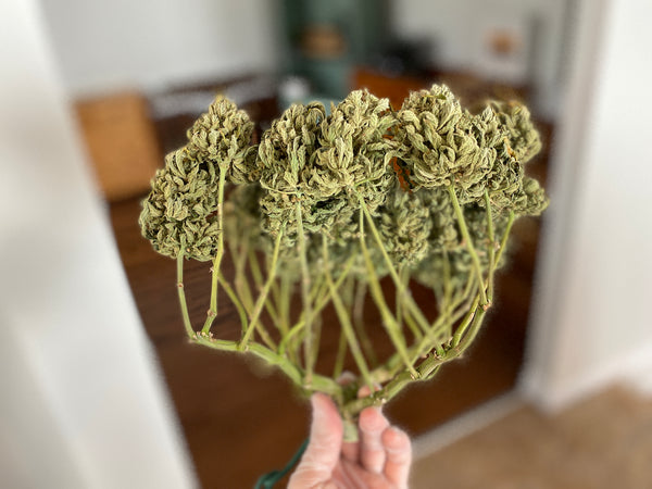 Harvested and dried cannabis plant trained with the manifold training technique