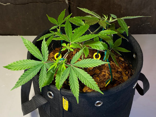 Cannabis plant trained on a manifold shape with 4 branches tied down with BudHuggers garden ties, BudStakes anchor stakes and BudPots cannabis training pots. 