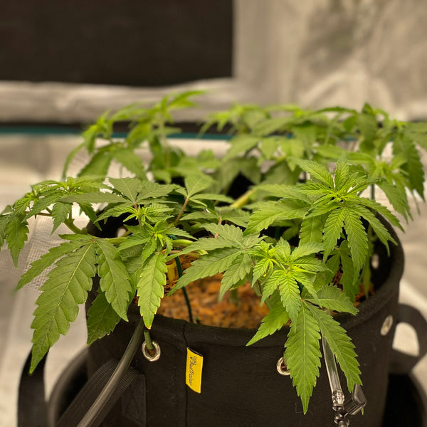 Cannabis plant trained with the manifold technique, ready to be flowered