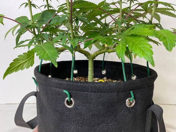 Mainlined cannabis plant being trained with the BudPots fabric training pots