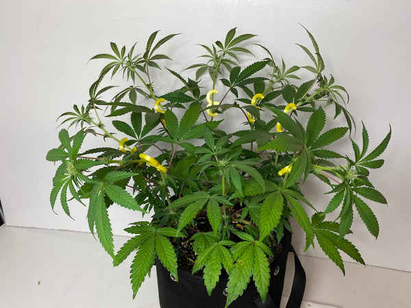 Mainlined cannabis plant with BudClips LST training clips