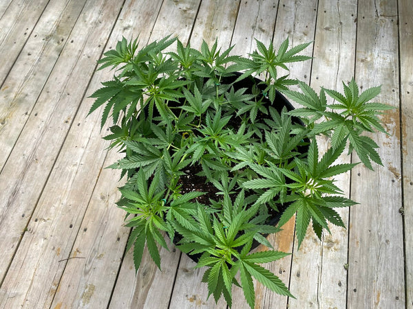 Cannabis plant that has been low stress trained and is growing beyond the sides of the pot