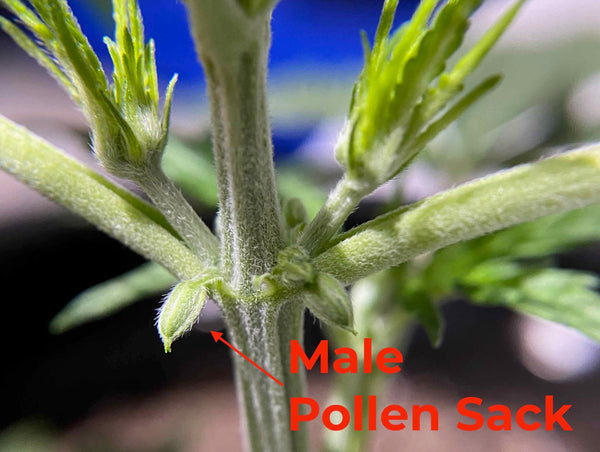 Male cannabis plant close up shot showing the pollen sacks on a node