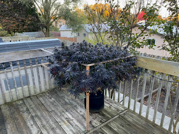 Purple blue dream, cannabis plant flowering outdoors with a trellis net, and houses in the background