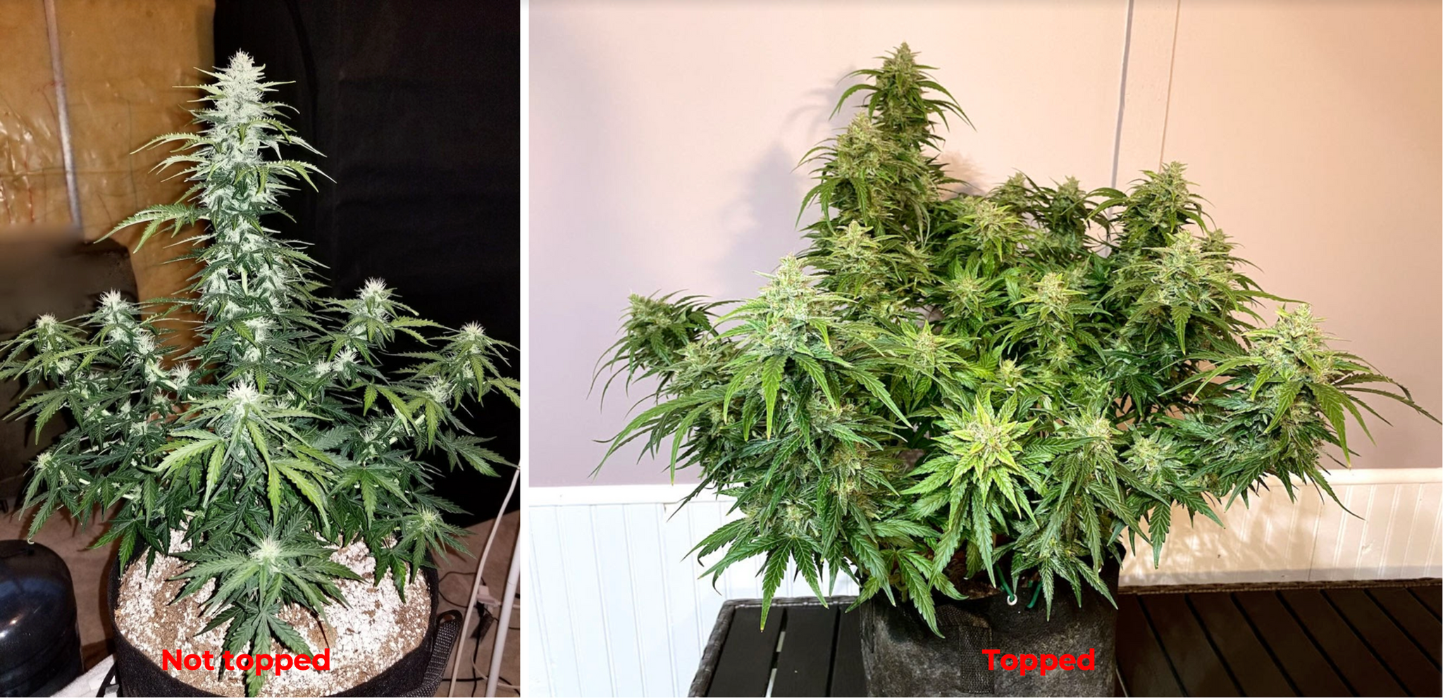 Two cannabis plants: on the left, a plant that has not been topped; on the right, a topped cannabis plant.