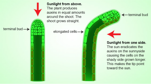Diagram: apical dominance and light incidence effect on stem development and growth.