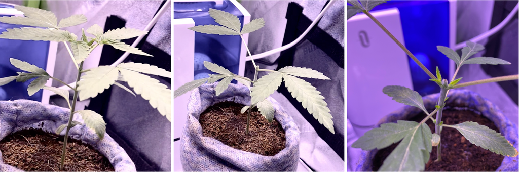 Topping a cannabis plant. Three pictures: on the left, a plant that has not been topped; in the middle, a topped cannabis plant; on the right, a topped cannabis plant after 3 days.