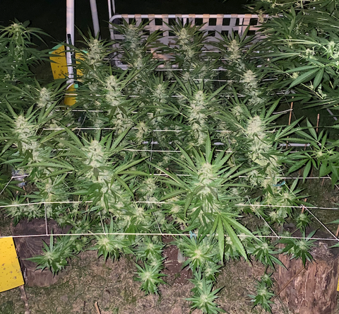 Outdoor cannabis plant trained with the mainline technique