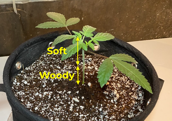 Woody versus soft cannabis stalk