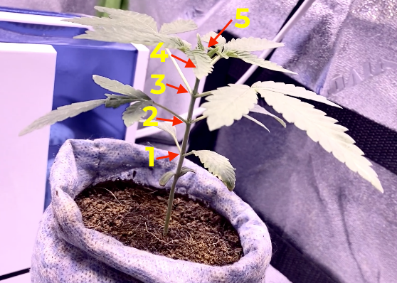 Cannabis plant with 5 numbered nodes