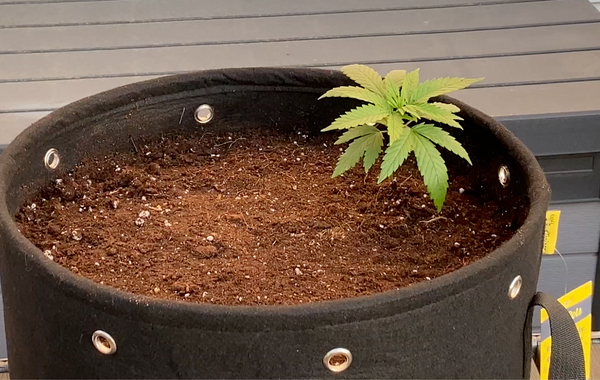 Cannabis seedling planted in the corner of the pot