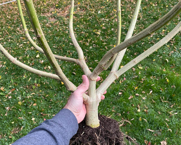 Cannabis plant stalk trained with the manifold training technique