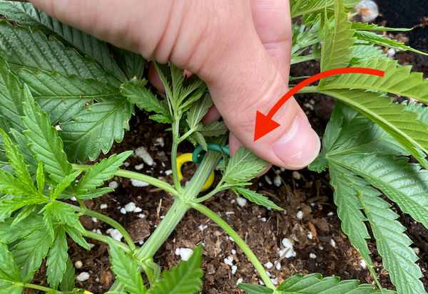 Cannabis branch with a small and a large growth site