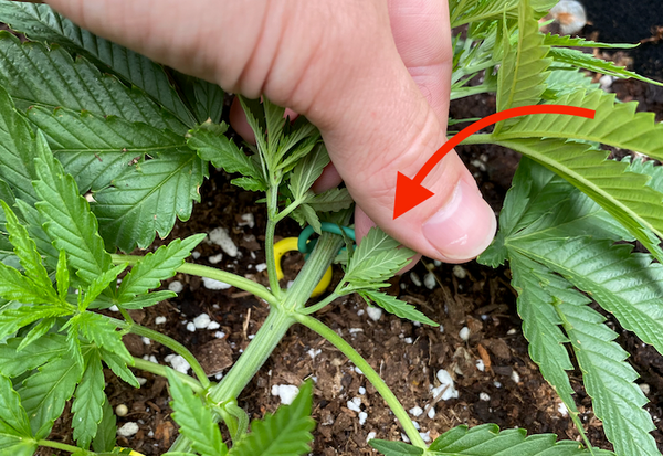 Cannabis node with one small shoot and one large shoot