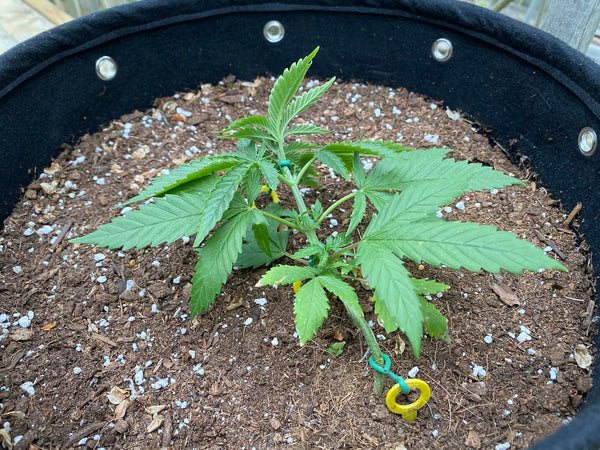 Low Stress Trained cannabis seedling