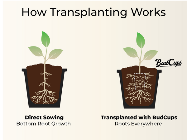 Diagram showing the difference between planting directly in the soil vs transplanting