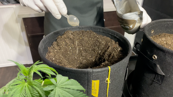 Using mycorrhizal fungi on cannabis seedling. Hand wearing white gloves