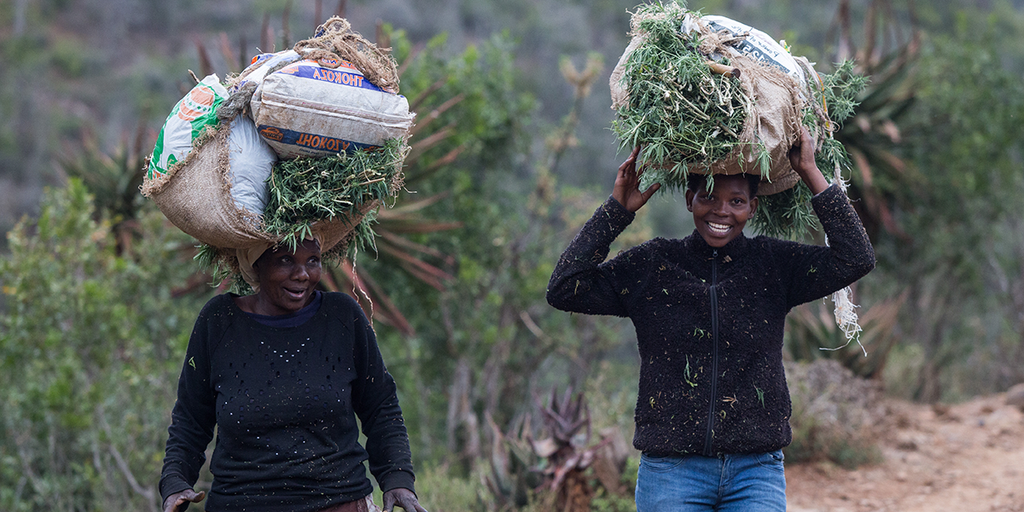 African woman carrying a large bag full of cannabis on her head.
