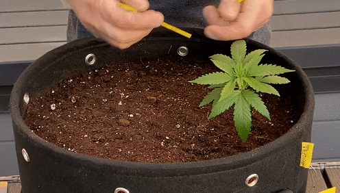 GIF: training a cannabis plant with low stress training 