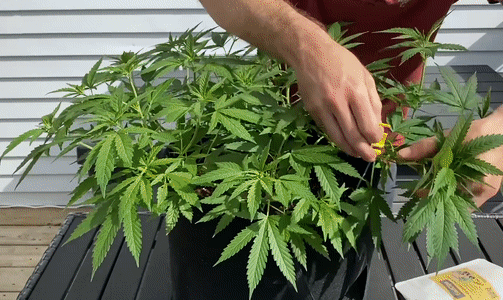 GIF: using BudClips LST on a low stress trained cannabis plant