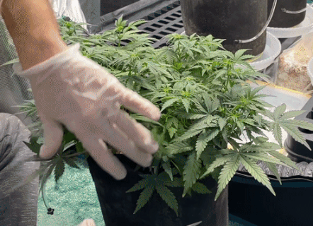 Defoliating and pruning a cannabis plant trained on a manifold shape