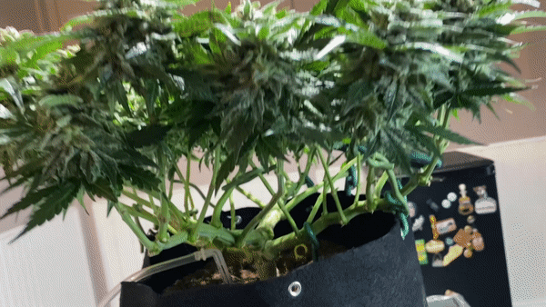 GIF: cannabis plant trained with a manifold technique on week 8 of flower.