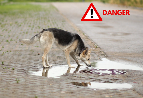 danger chien boire eau non potable 