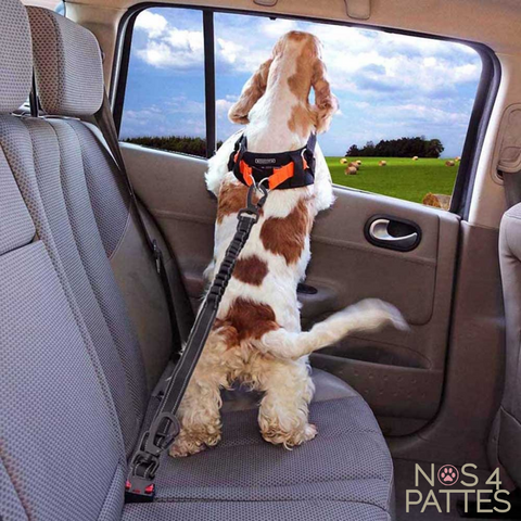 Ceinture Laisse de sécurité pour voiture pour chien - NOS 4 PATTES