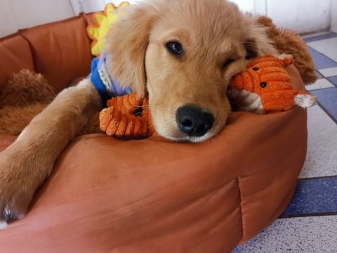 labrador avec peluche nos 4 pattes en velours apaisante