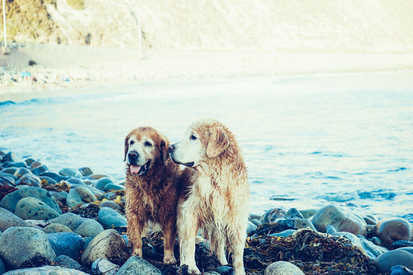 chien au bord d'un lac 