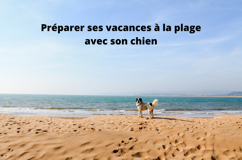 préparer les vacances à la plage avec son chien