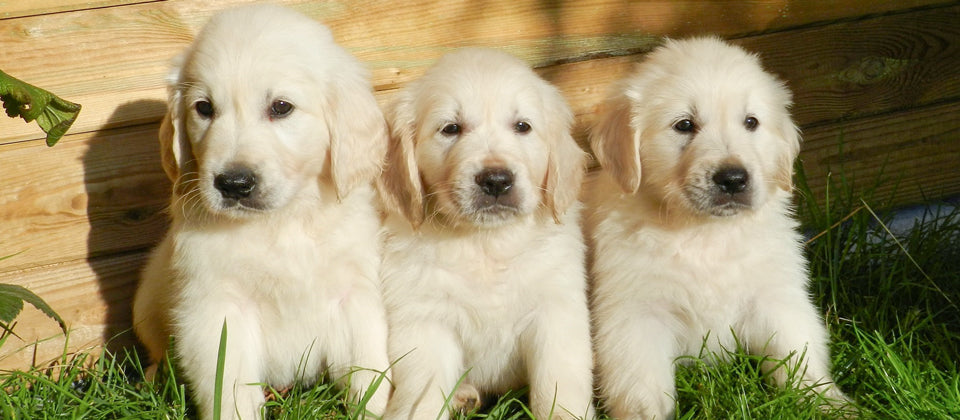 are goldendoodles good family pets