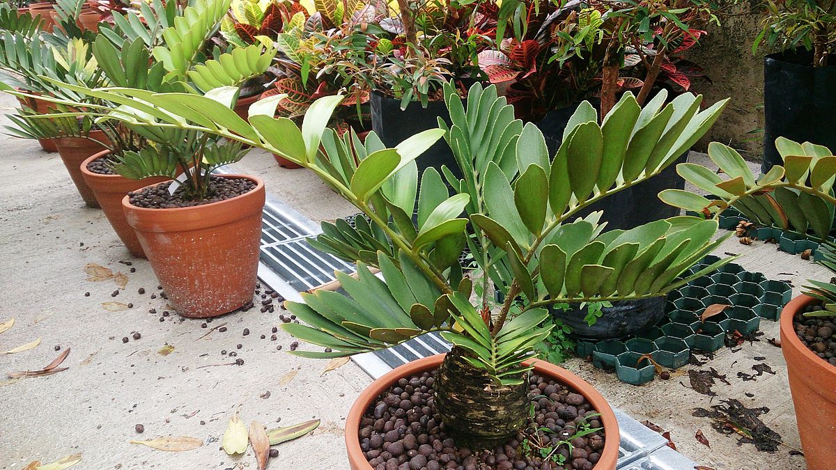 cardboard palm plants