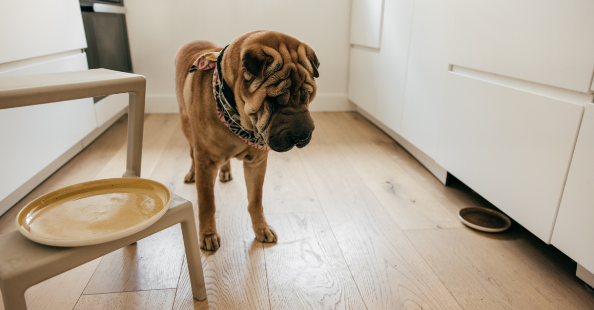 how to treat separation anxiety in dogs  