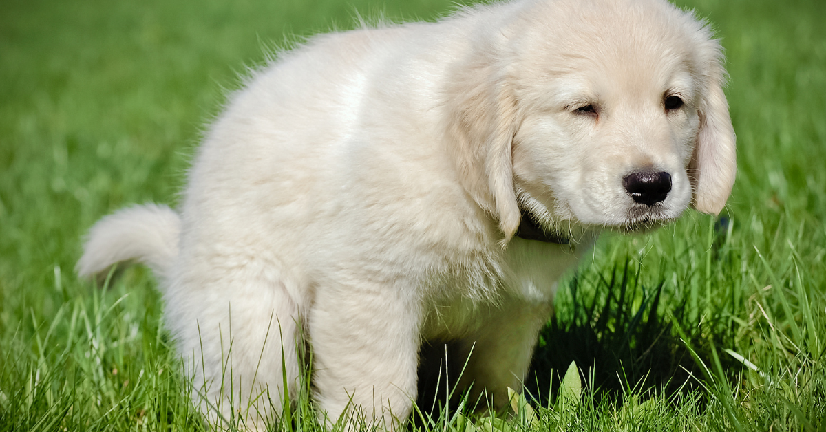 Direct Outdoor Training: The Traditional Approach to Potty Training a Puppy