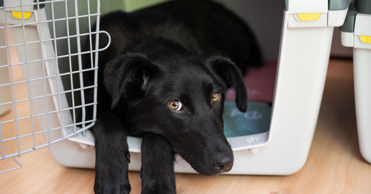 Crate Training: A Natural Choice for Potty Training Puppies