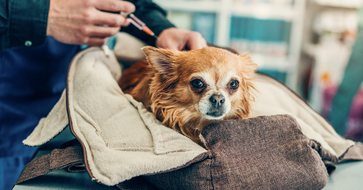  End-of-Life Pet Care Providers