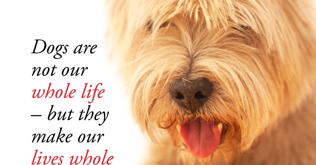 dog loss quotes sayings