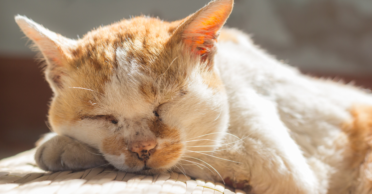 signs that your cat is dying 