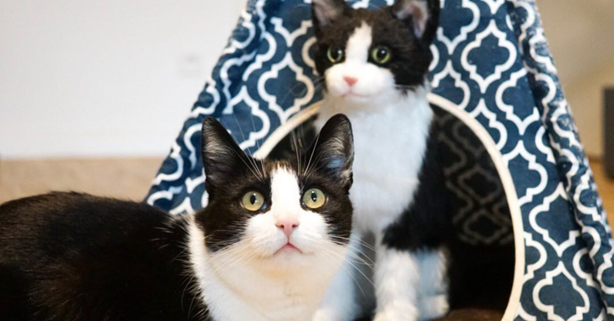 cloned cats to remember the death of your cat