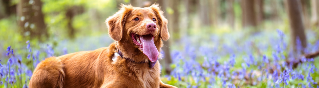 Dog laying in a field of flowers