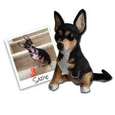 Cuddle Clone of Sadie, un chien avec une jambe manquante.
